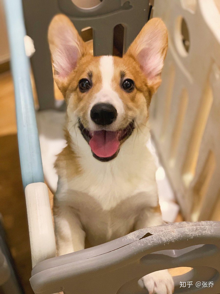 NatividadS71256's tweet photo. [My fur baby just hit 6 months old! From a tiny, squishy ball to a zooming, biscuit-making chaos gremlin — every tiny progress is my favorite win ], https://t.co/qOePFlFdmW