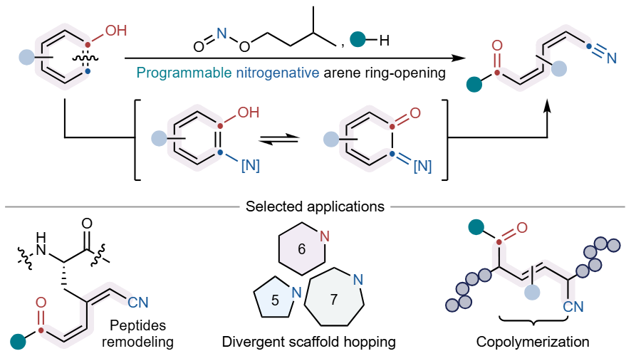 JamesLipvuk's tweet photo. A remarkable advance in arene chemistry!

Prof. Ning Jiao’s team developed a mild, low-cost strategy to open phenolic aromatic rings, breaking C–C bonds and converting simple phenols into versatile linear building blocks.

#Chemistry #OrganicChemistry #Synthesis #Research https://t.co/6HJvMe3ZaV