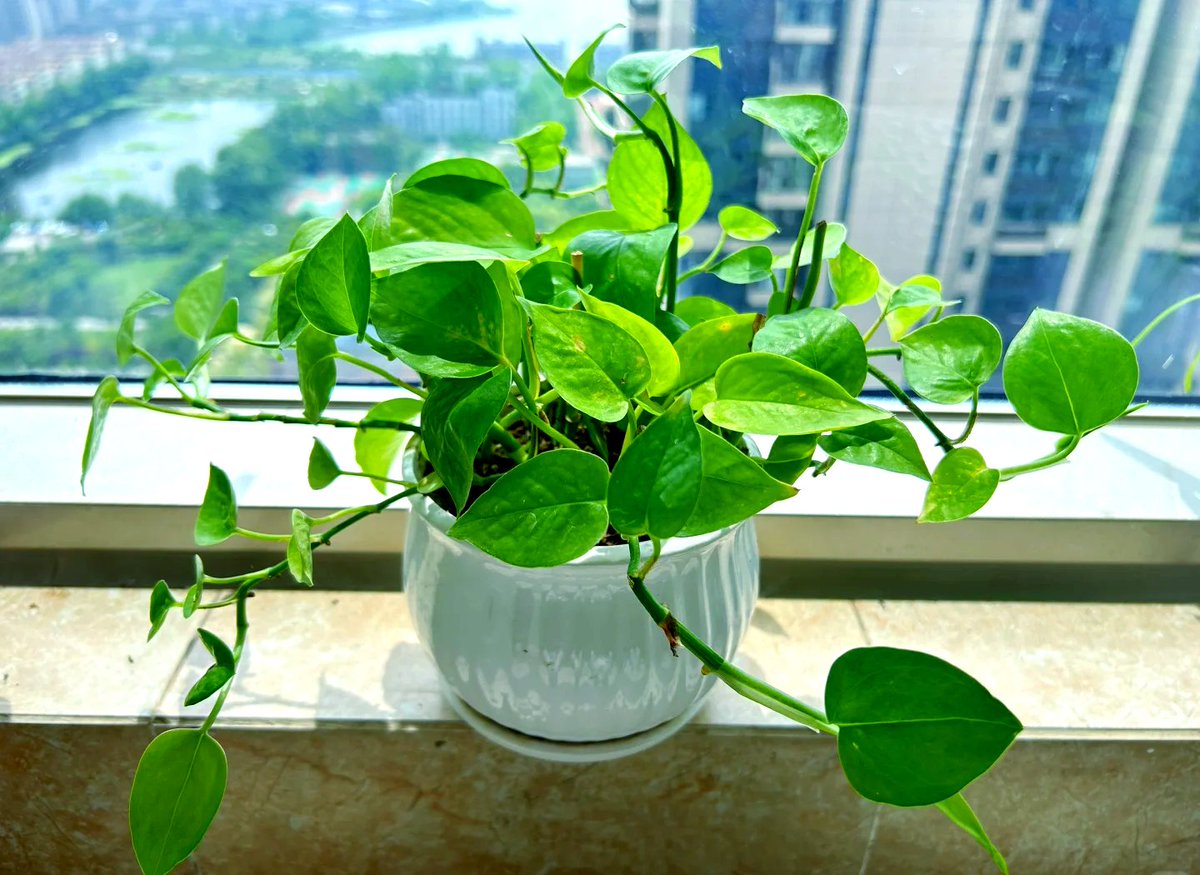 NicoleThom59098's tweet photo. Keep your pothos thriving! Place it in bright indirect light, water when the top 2 inches of soil feel dry, and wipe leaves to keep them shiny. Small steps, big green vibe!， https://t.co/ZzjQEyESCq