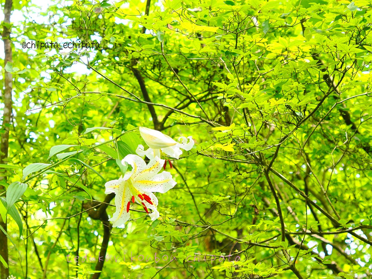 echipata's tweet photo. #ユリ の写真が残ってました😊

先月の旅行にて #日光植物園 

今 #ミラーレスカメラ修行中 📷 

Camera：OLYMPUS OM-3
Lens ：M.ZUIKO DIGITAL ED 12-45mm F4.0 PRO

#olympusom3 #om写真投稿 https://t.co/NA7eBg2jBJ