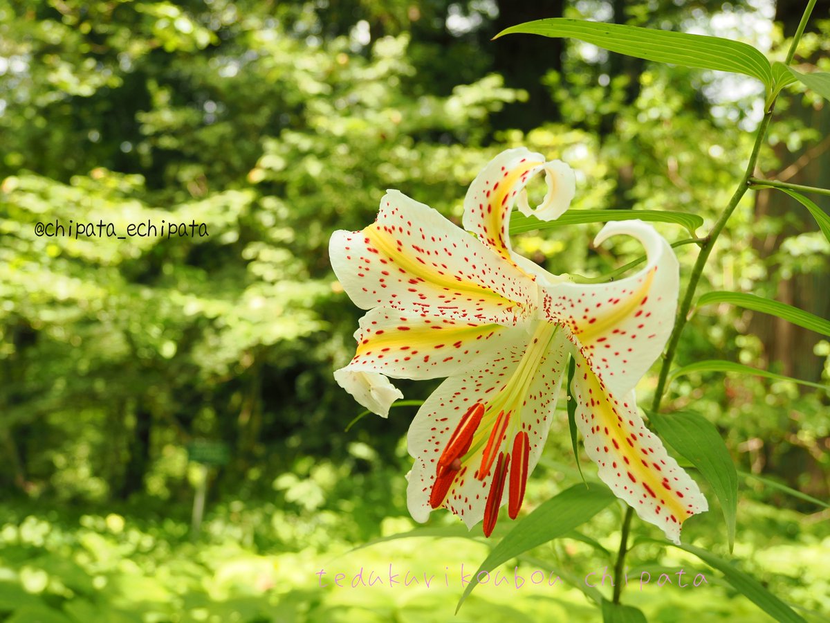echipata's tweet photo. #ユリ の写真が残ってました😊

先月の旅行にて #日光植物園 

今 #ミラーレスカメラ修行中 📷 

Camera：OLYMPUS OM-3
Lens ：M.ZUIKO DIGITAL ED 12-45mm F4.0 PRO

#olympusom3 #om写真投稿 https://t.co/NA7eBg2jBJ