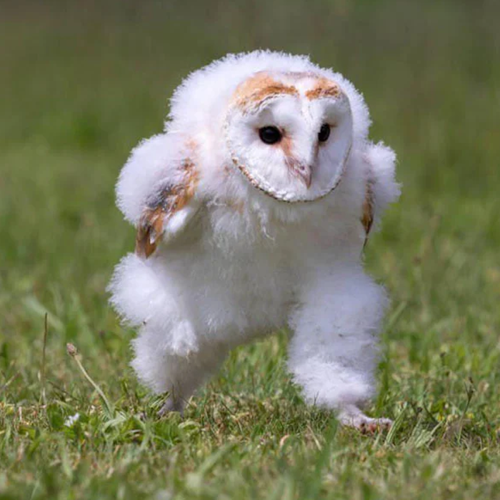 AMAZlNGNATURE's tweet photo. I don’t know why, but owls running will always look funny to me https://t.co/rFsrfmMX2a