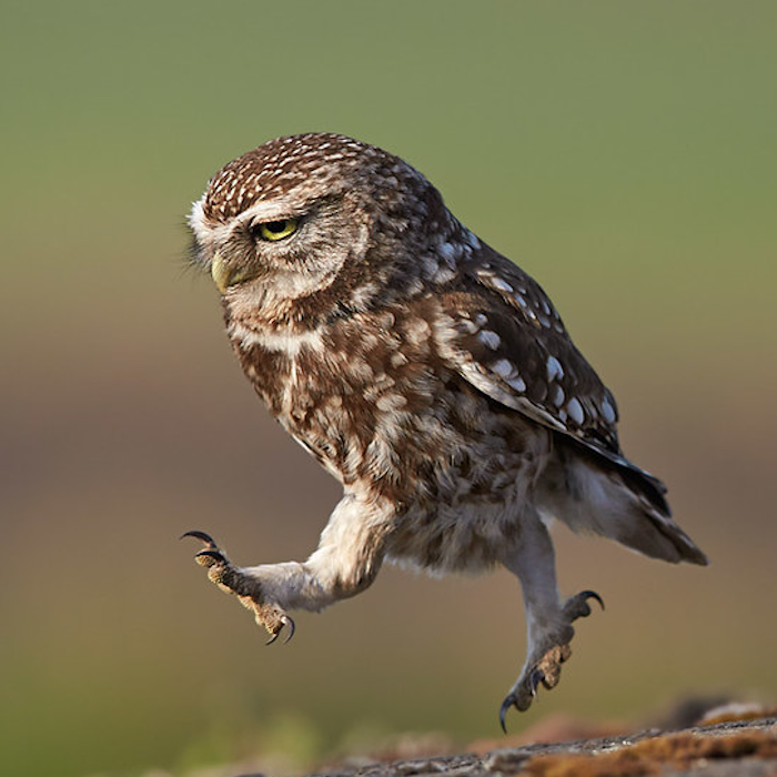 AMAZlNGNATURE's tweet photo. I don’t know why, but owls running will always look funny to me https://t.co/rFsrfmMX2a