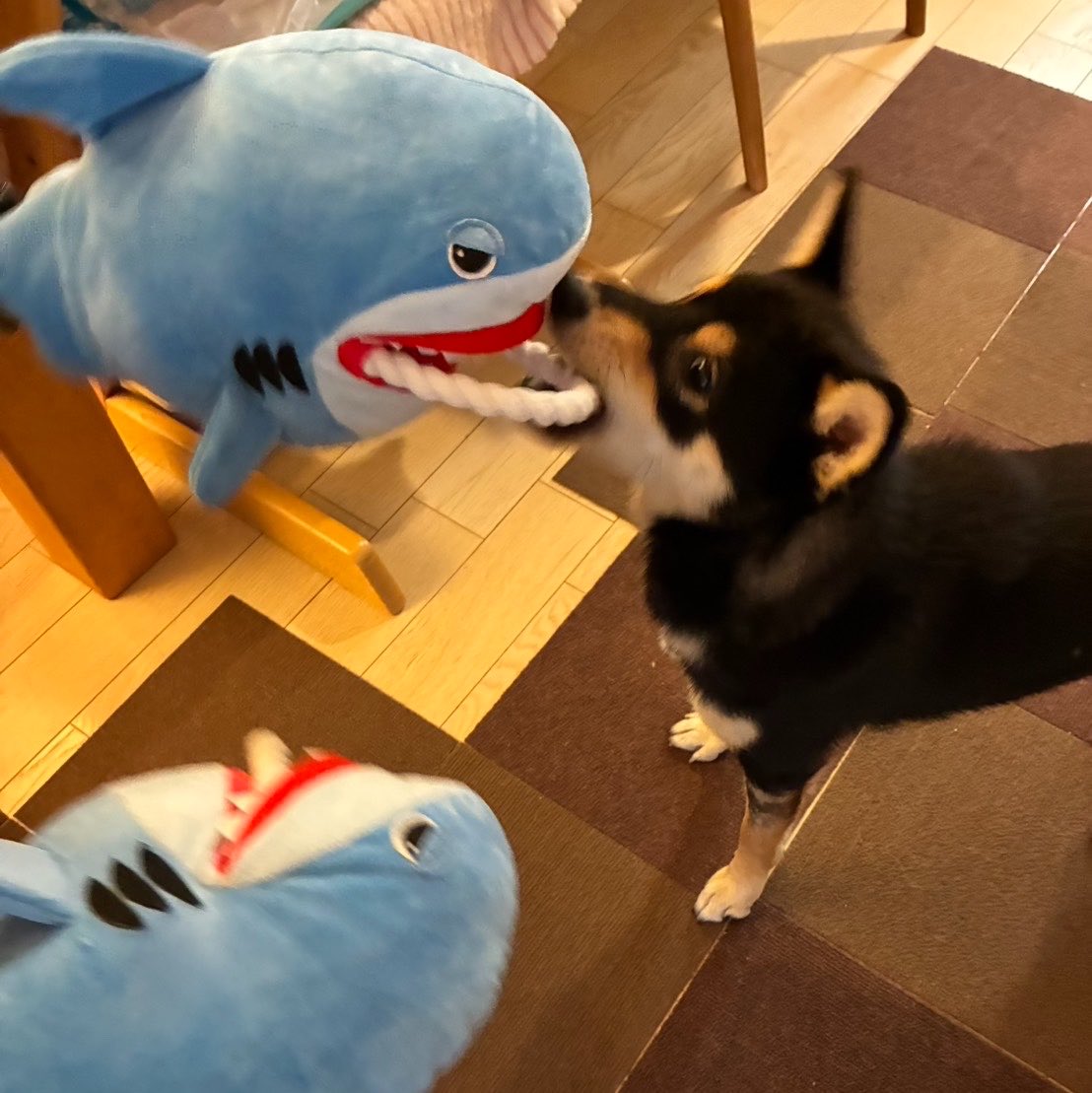 MoreileFF's tweet photo. モンクのドリームウェポンでわんこと対決中 https://t.co/uz48bG8svn