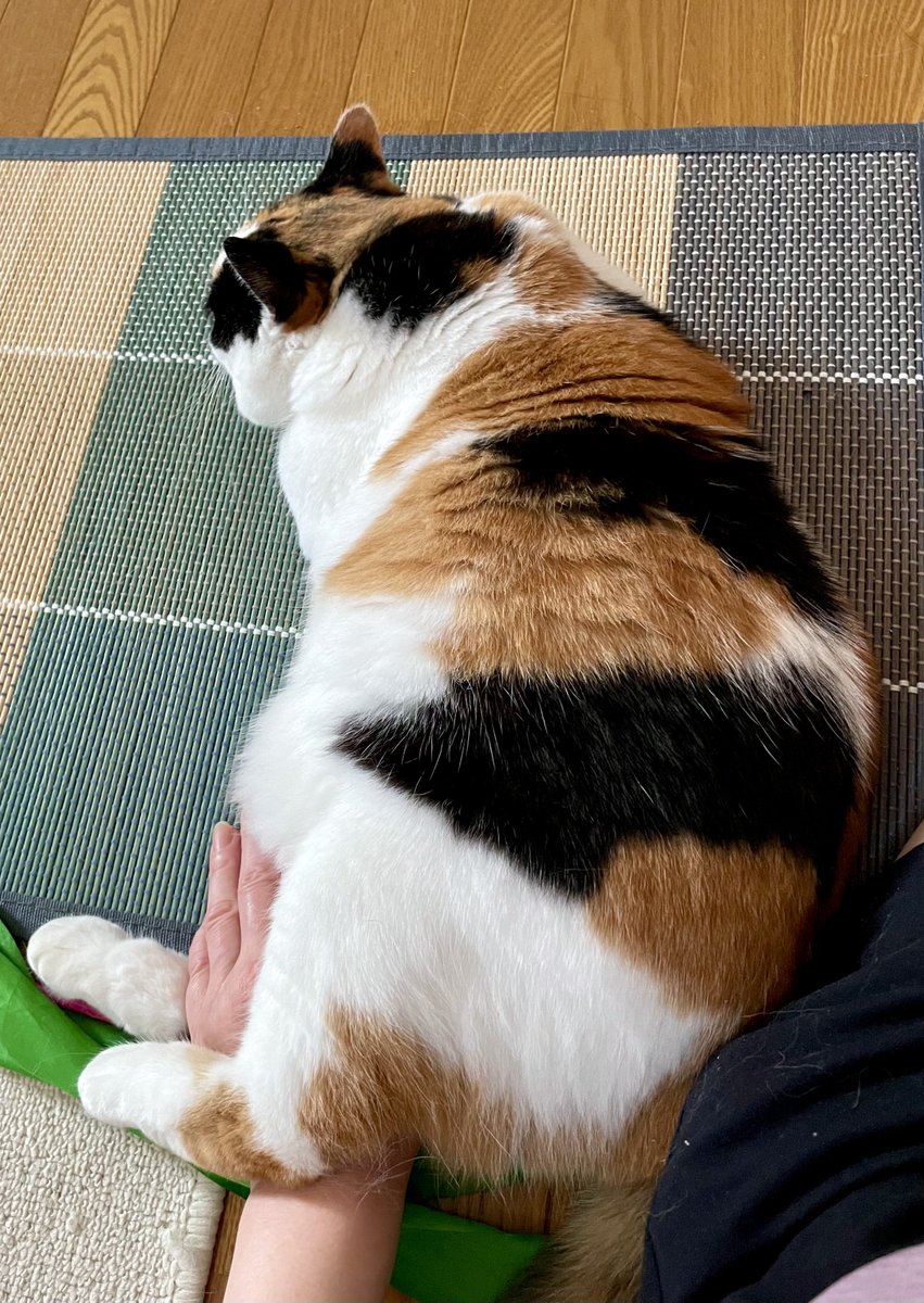 にゃんころもち (@sakura_nyancolo) / Posts / X