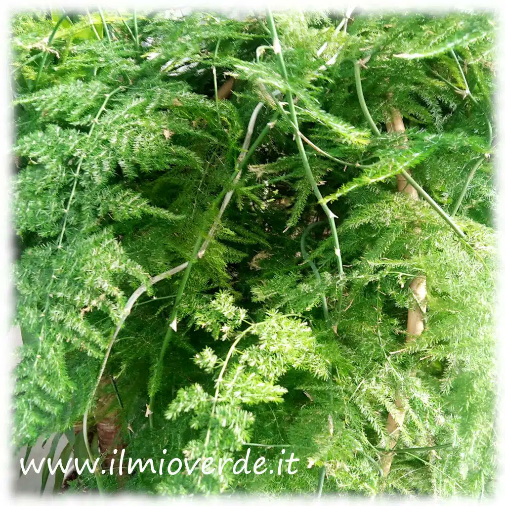 ilmioverde's tweet photo. Asparagus setaceus
https://t.co/t7ATGaz5tP
#ilmioverde #asparagus #asparagussetaceus #felceasparago https://t.co/Q7h3DcxWmo