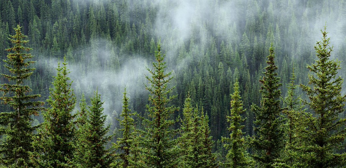 ruralcat's tweet photo. 🌳Nova convocatòria d’ajuts per crear i mantenir franges de protecció contra incendis forestals
Primera convocatòria del programa 2026-2030, dotat amb 75 milions d'euros en total, que multiplica per 10 els recursos destinats fins ara a aquesta finalitat

https://t.co/gDxeKkKiwh https://t.co/Q7pWIWt6ya