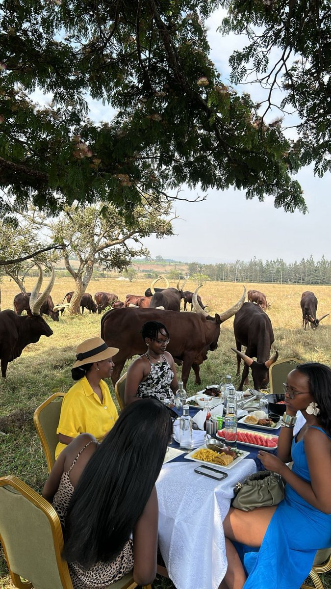 emburara's tweet photo. Visit the farm!
Make beautiful memories with loved ones. Dine with the herd.
Book your stay with us :
☎️+256 776210872/ +256 776200080
📨reservations@emburarafarmlodge.com
#culturaltourism #heritage #girlstrip #emburara #lifeonthefarm https://t.co/PgHyVrJR42