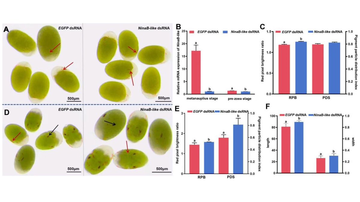BioTech_MDPI's tweet photo. 📄 Functional Analysis of the NinaB-like Gene in Body Color Regulation of Neocaridina denticulata sinensis
✍️ Haifan Li, Lili Zhang, Guodong Wang and Tanjun Zhao
🔗 https://t.co/uzbfVtORF5
#CherryShrimp #Neocaridina #Carotenoids #Pigmentation #Aquaculture #ShrimpBreeding https://t.co/j3axlSSTRE