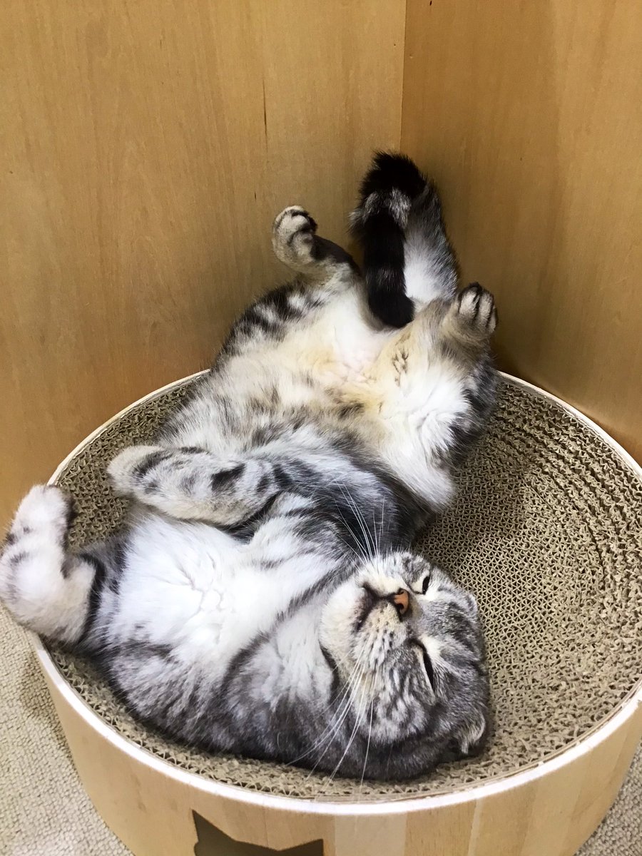 Moff_narita's tweet photo. 爪研ぎボウルでよくお昼寝しているので、ご来店の際はぜひ寝顔を観察してみてください🔍
もしかしたら豪快なへそ天が見れるかも…！🫣

#moffanimalcafe #イオンモール成田 #猫カフェ #GBP https://t.co/BZDSQyUUcO