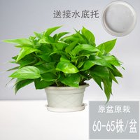BankMua's tweet photo. Pro tip for your pothos: let the top 2 inches of soil dry out before watering. It thrives in bright indirect light—easy enough for new plant parents!， https://t.co/B0rYtj2Eoc
