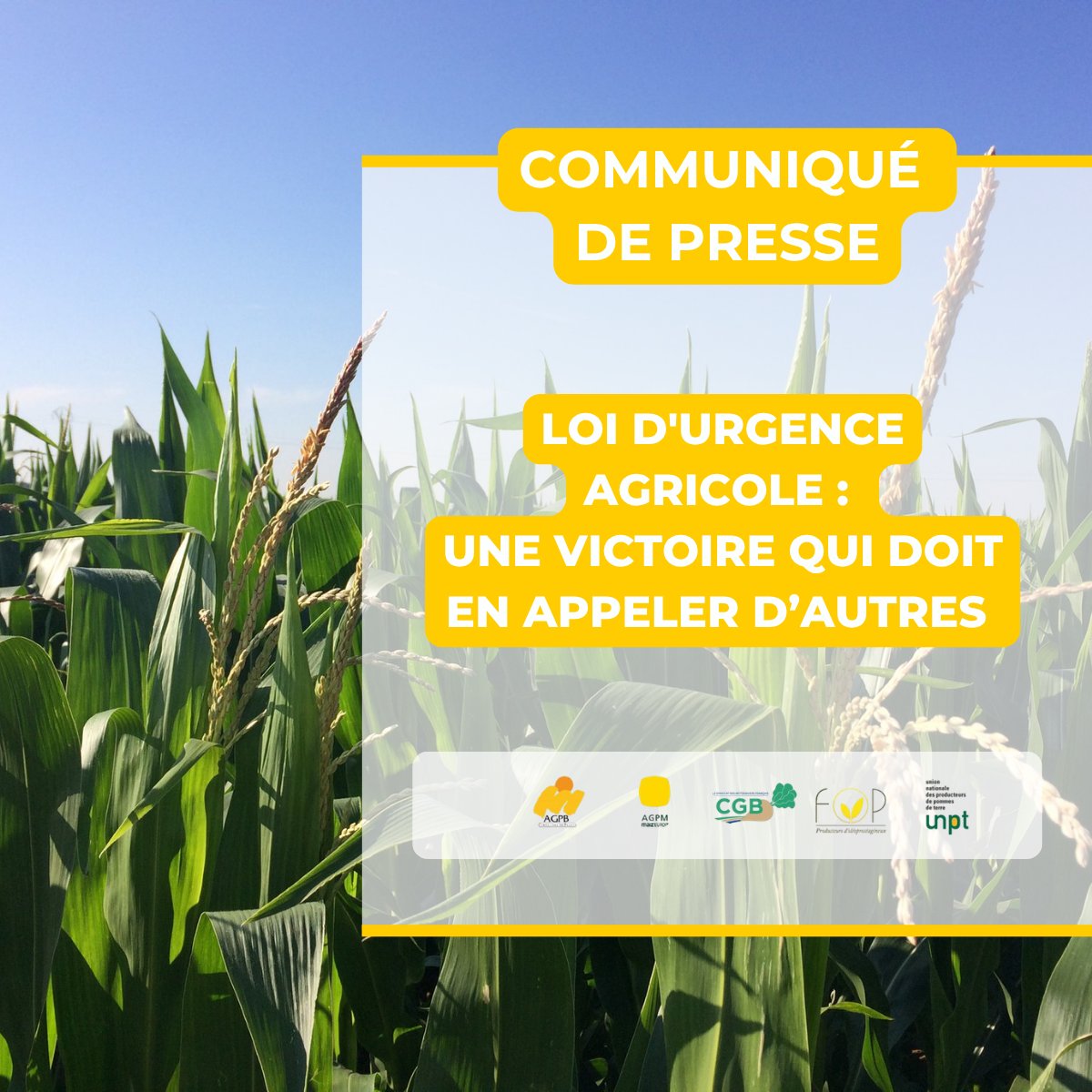 AGPM_mais's tweet photo. 🚨 [CP COMMUN] – Loi d’urgence agricole : une victoire qui doit en appeler d’autres

Paris, le 14 août 2026 : Ce jour, le Conseil constitutionnel a validé la très-grande majorité des dispositions qui avaient été adoptées par le Parlement. Pour les producteurs de grandes cultures, il s'agit d’une avancée essentielle, qui permettra notamment d’améliorer le stockage de l’eau et de réduire certaines distorsions de concurrence, alors même que le contexte économique est plus que dégradé. Les Associations spécialisées rappellent donc que des réponses d’ampleur sont attendues, à court terme pour faire face aux conséquences délétères des canicules, et à long terme pour remédier à la crise structurelle qui frappe le secteur, notamment dans les zones intermédiaires et à faibles potentielles.

La décision du Conseil constitutionnel marque une étape décisive dans une longue bataille syndicale pour apporter des réponses concrètes aux besoins exprimés par les agriculteurs dans tous les départements de France. Des mobilisations de l’hiver dernier au suivi constant des débats parlementaires, les Associations spécialisées ont été totalement engagées pour obtenir des avancées opérationnelles en matière de stockage de l'eau, d’accès et de défense des moyens de production ou encore de protection des exploitations.

Le texte doit être immédiatement promulgué ainsi que les textes d’application. Les producteurs de grandes cultures appellent désormais à sortir de la polarisation du débat agricole, et que leurs demandes soient comprises.

Pour plus d’informations, voici le lien du communiqué de presse : https://t.co/shwDgYYPJ2

@CGB_FR | @AGPB_Cerealiers | @FopProducteurs | @UNPT_FRANCE 

#LoiUrgenceAgricole #CriseAgricole #Secheresse #Eau