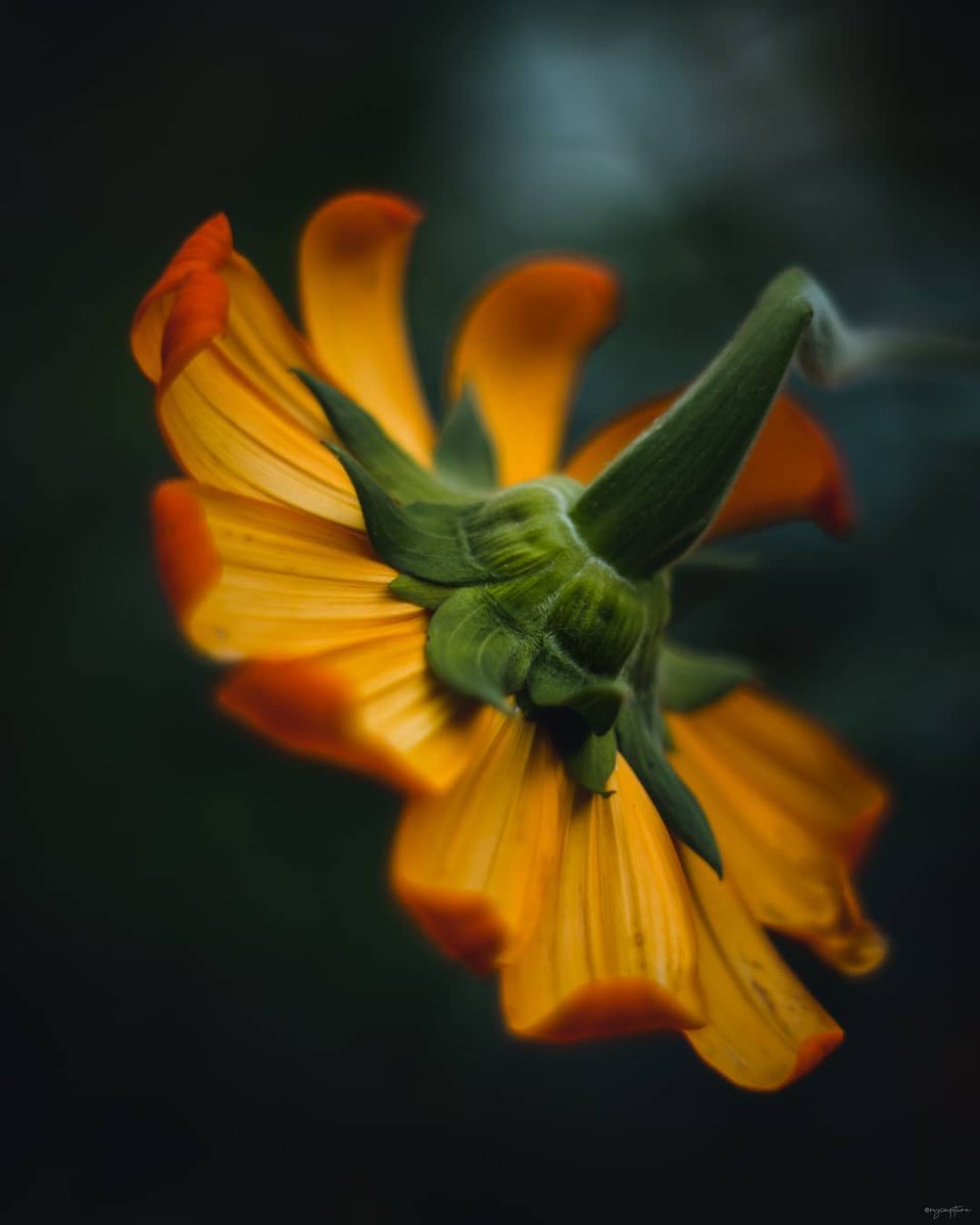 JoeMBeard2's tweet photo. New to photography Start with these: 1) Use natural light (avoid midday sun!), 2) Focus on one subject, 3) Shoot daily to practice. Your first great shot is just around the corner! https://t.co/YLkJ0J7Cja