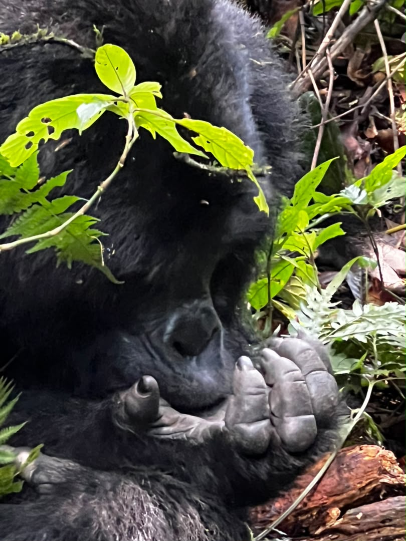 PremierSilverba's tweet photo. This is what 400 pounds of protection looks like, He is a king by title and a dad by choice. He leads by sitting ,watching because choosing peace is not an option .watch him let the smallest ones climb his crown.  
📌bwindi
📩 info@premiersilverbacksafari.com
#silverback #Bwindi https://t.co/Be6eNyxbK6