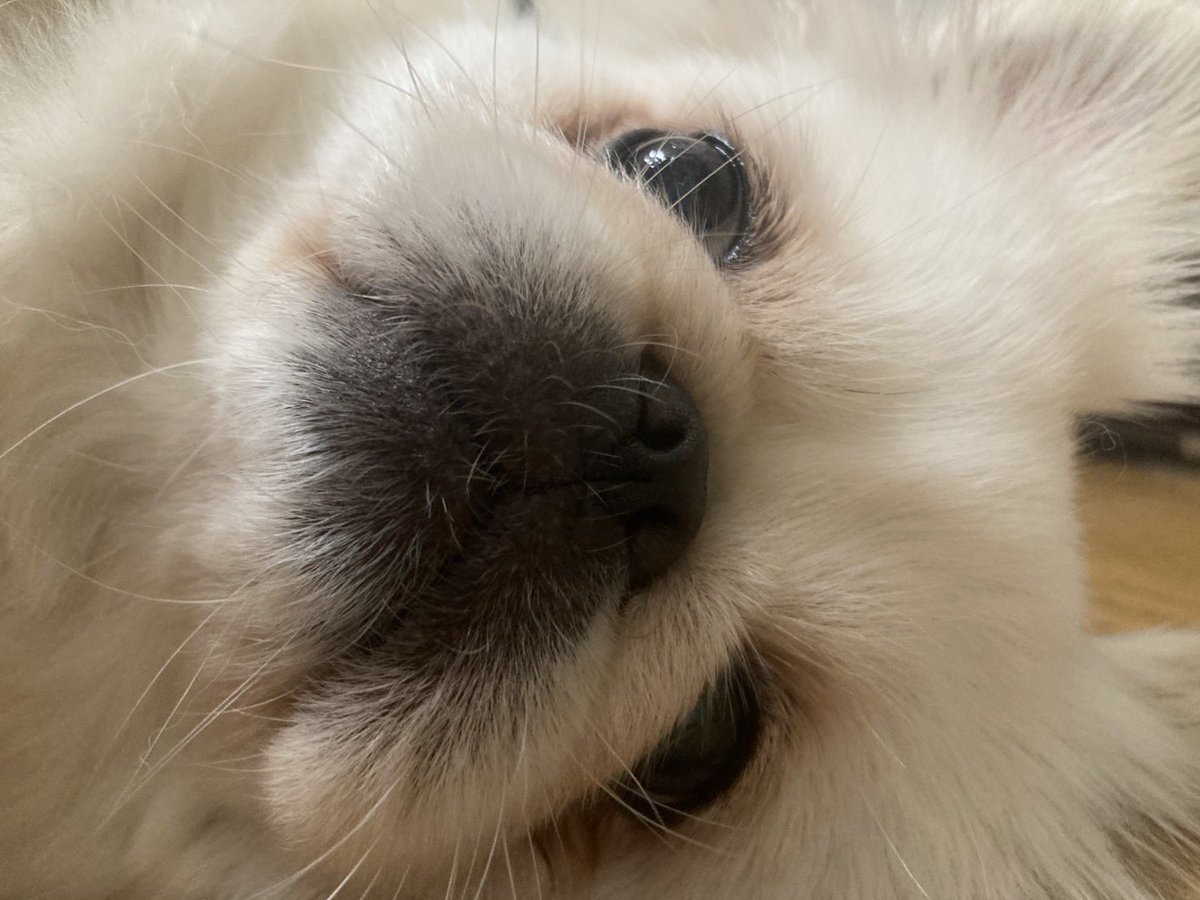 pekinobis's tweet photo. 0距離 https://t.co/Dg3KhURMfd