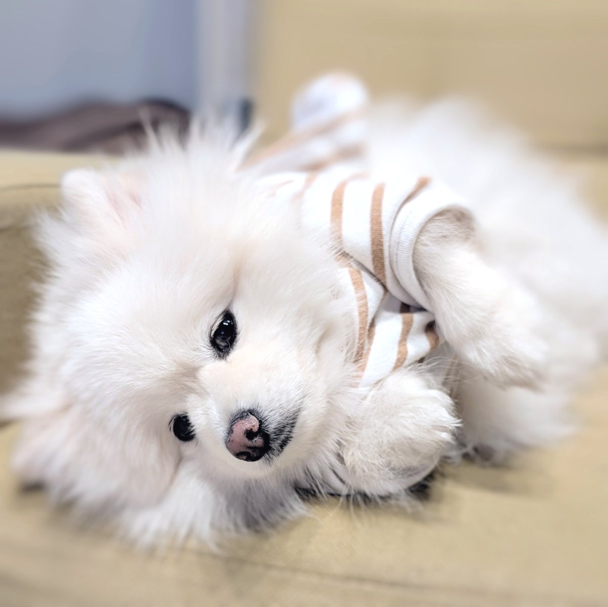 くま (@kuma_chan_0407) / Posts / X