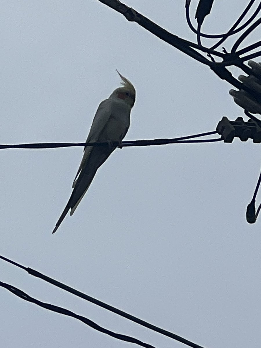 bushi_chan's tweet photo. 聞きなれない鳴き声すると思ったら…インコだよね？
どこかのお家から逃げたんかな🤔
それか野生化した子か… https://t.co/xzTnFp8dME
