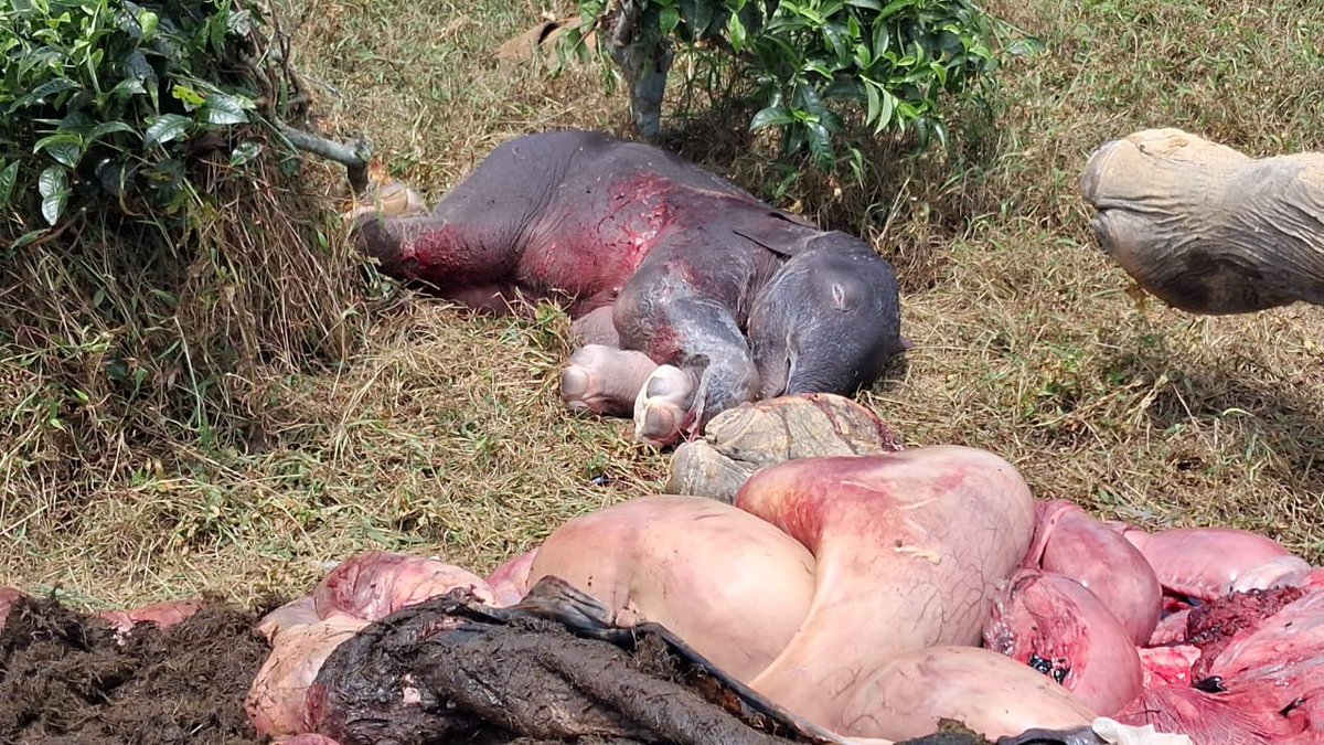aboyobbhuyan's tweet photo. SHOCKING | On August 17, a wild elephant named Durga died in a tea garden in Numaligarh after medical negligence.

Today, we found out, DURGA WAS PREGNANT.

Forest Department’s Medical Negligence KILLED not one, but two wild elephants.

For three days, Durga was severely ill. He bled with her urine. No doctors or officers from the Forest Department came to treat her.

A doctor from Kaziranga’s CWRC NGO came for a check-up and said the ‘elephant had no major issues’.

How can the doctor not find out that she was pregnant?

The doctor asked for medicine along with jaggery. And just the next day, the elephant with her baby DIED.

No response from the Forest Department or the Forest Minister as of now.

@jayanta_malla
