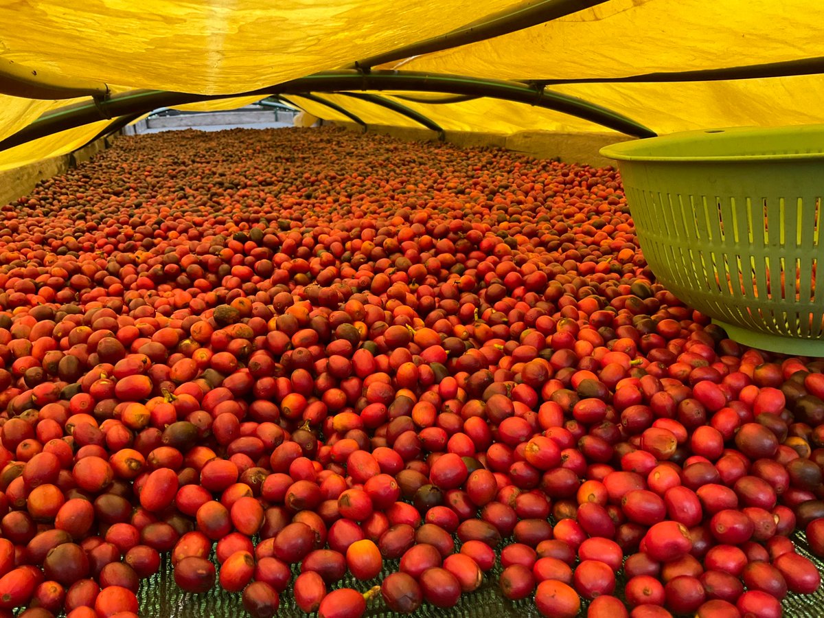 tomceze's tweet photo. Wanna #coffeeExperienceUganda? Come feel the sweet Grandma jam like perfume of 2-3 days dried #redAndReady #coffeeCherries
#coffeeToursUganda #coffeeToursKasese #coffeeTours https://t.co/W4Yw8On2t3