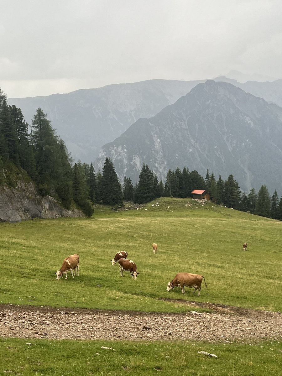 hippopotamous1's tweet photo. hike to a mountain hut 
see some cows
eat apple strudel
repeat https://t.co/OyzQXMGzgl