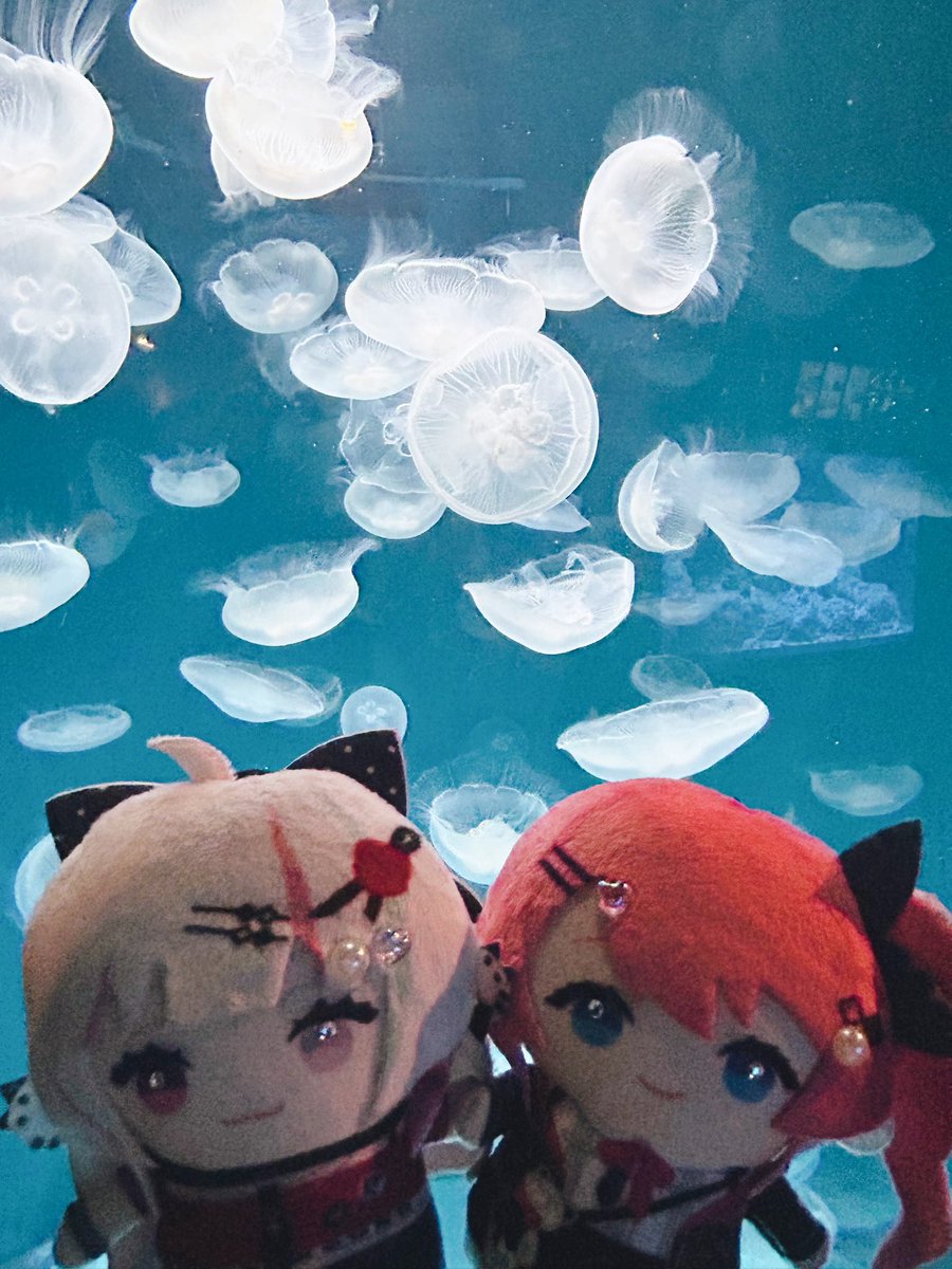 maple635's tweet photo. 水族館に行ってきたよ🐬🐟🐠
#石神のぞいて 
#めると見ルネ https://t.co/EmaVuaPl9r