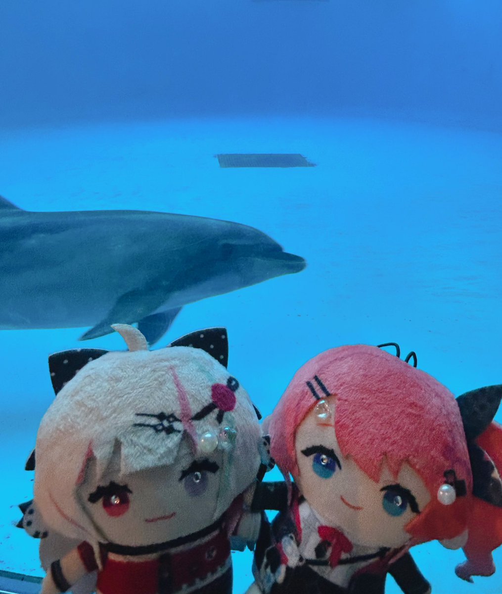 maple635's tweet photo. 水族館に行ってきたよ🐬🐟🐠
#石神のぞいて 
#めると見ルネ https://t.co/EmaVuaPl9r