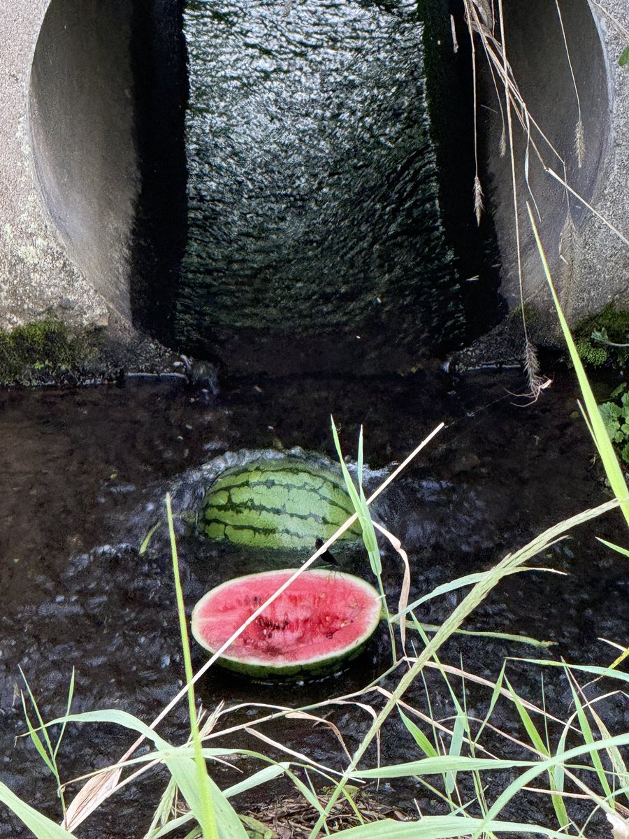 nijimasu__'s tweet photo. まだバリバリ夏で草 https://t.co/aLFCgwIVWb