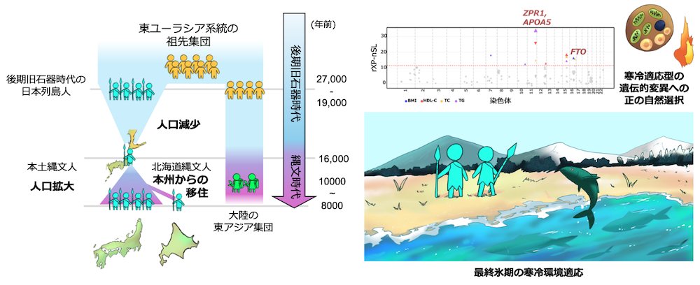 UTokyo_BS's tweet photo. 【プレスリリース】縄文人ゲノムから見えてきた氷期を生きた東ユーラシア狩猟採集民の寒冷適応 —古代DNAから探る後期旧石器時代の進化的遺産—（渡部 裕介特任助教、太田 博樹教授ら）
https://t.co/FSlGf9NmWL
https://t.co/7SWjUmIdAW https://t.co/nu4e6ibPwy