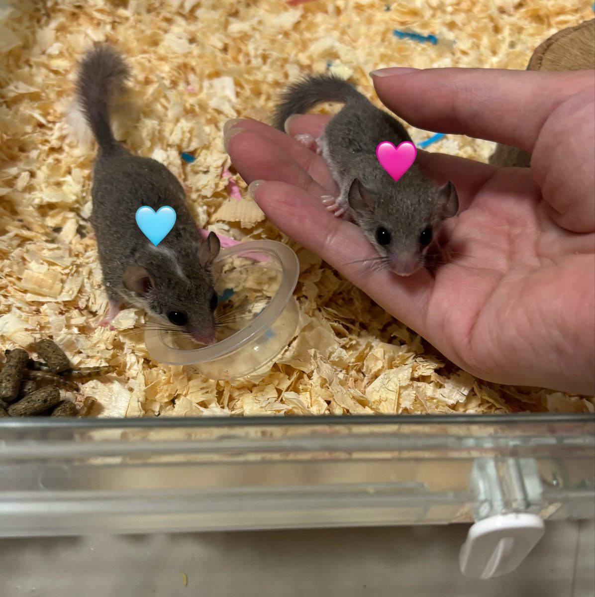 SOORAAMARU's tweet photo. ついに念願の…アフリカヤマネをお迎えしました😭👏✨️
ずっと色々タイミング合わず、イベントで出会ってもお迎え断念しててやっとご縁がありついに🥹💖
「ぷく🩵」「ぽぽ🩷」のペア🥰

まだ一度も活動姿は見れてない😂
これからよろしくね😚
 #アフリカヤマネ https://t.co/0lD9Oex2GG