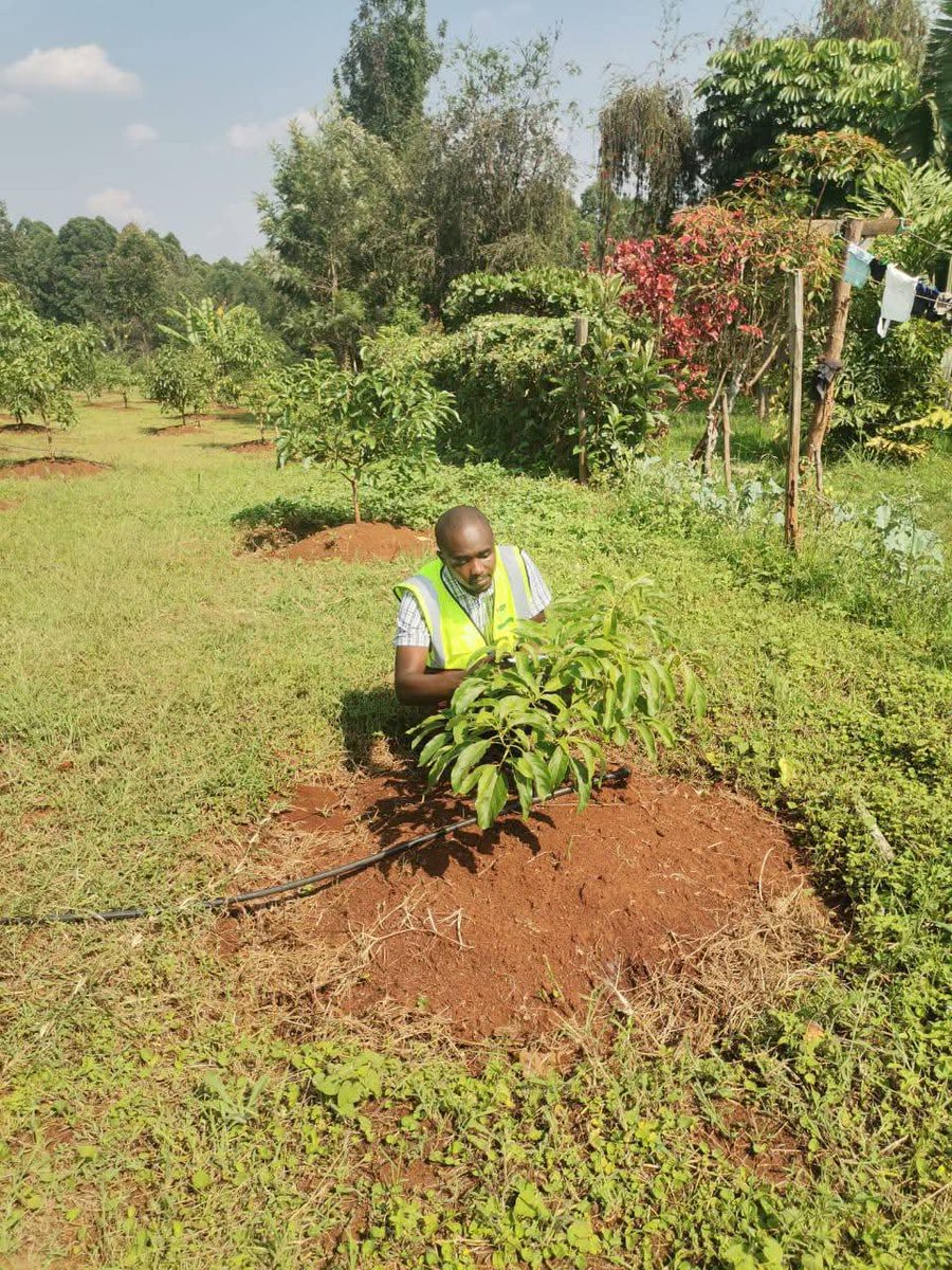 InitiativeGE's tweet photo. 🌱 Growth has no deadline.

Some trees mature early, others take time. These pictures from SONCA &amp; Mashinani Orchards show that growth happens at different paces.

We keep planting, nurturing and trusting the process.

Every tree has a story.

#ClimateAction #TreePlanting https://t.co/Hkp2EeeJHJ