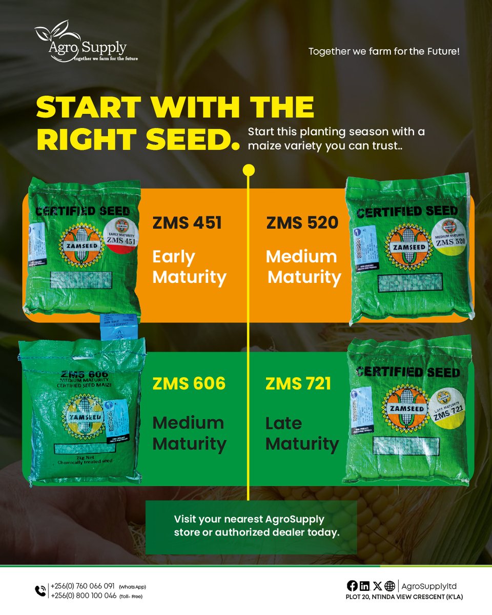 agrosupplyug's tweet photo. ONE SEASON. FOUR WINNING CHOICES.
Choose the Zamseed maize variety that matches your planting window:
ZMS 451 — Early
ZMS 520 — Medium
ZMS 606 — Medium-Late
ZMS 721 — Late
Available now at AgroSupply. Plant with confidence.
#AgroSupply #Zamseed #MaizeFarming https://t.co/phdM2AAb43
