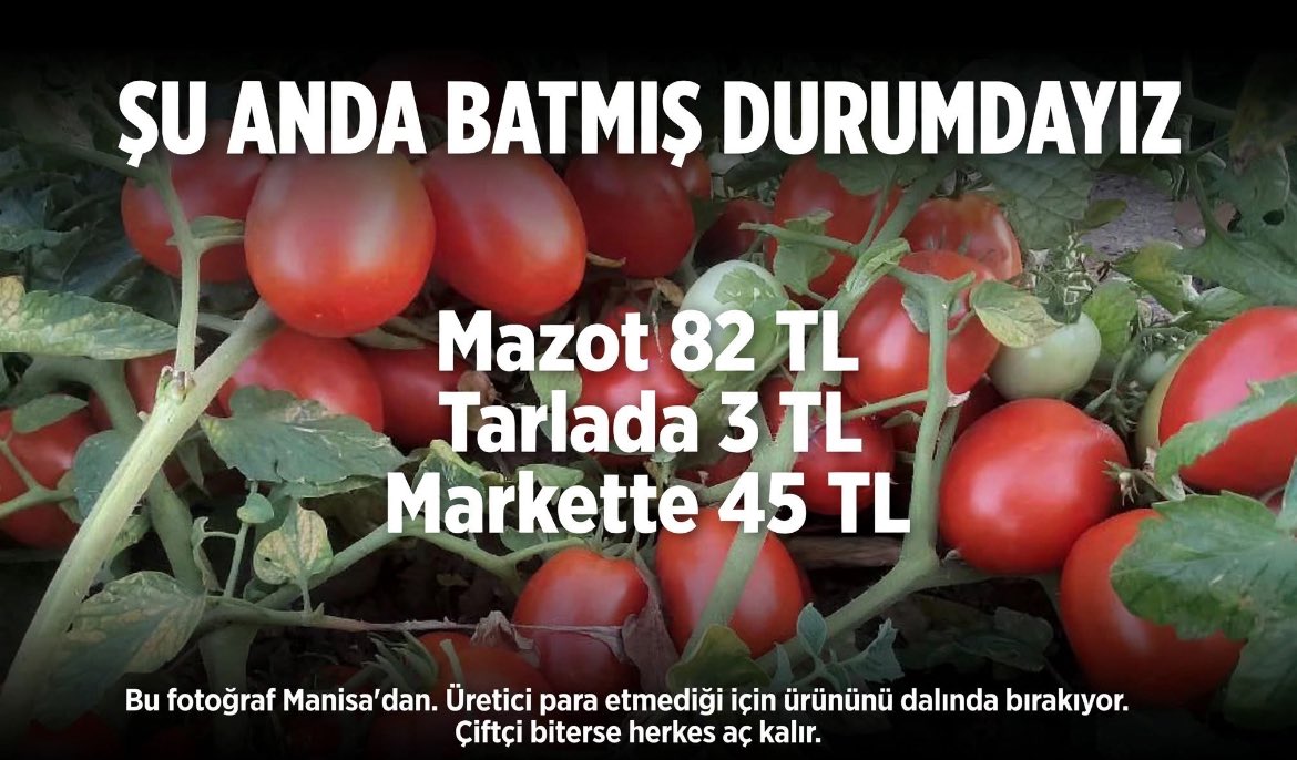 Recepsamuncu1's tweet photo. GERÇEK BUDUR.
​
Fotoğraf Manisa'dan. Dalında olgunlaşmış, kıpkırmızı salçalık domatesler. Ama toplanmıyor.

Çünkü matematik tutmuyor.
​
Mazot bugün 82 TL. İşçi yevmiyesi 1500 TL'nin üzerinde. Gübre, ilaç, fide, nakliye derken üreticinin maliyeti kilo başına 10 TL'yi geçiyor. https://t.co/d1bStePLXR
