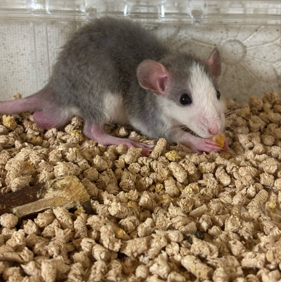 SOORAAMARU's tweet photo. うちの家族にも大人気のラット🐁もご縁ありお迎えしました✨️😍

ラットの名前はいつも家族案受付で決めてて、今回は「ミギ」くん「ダリ」くんに🙌

ブルーアグーチのレッキスっていう毛質の男の子達☺️💕

あまりにも赤ちゃん顔🍼
 #ファンシーラット https://t.co/i1jA1kfez0