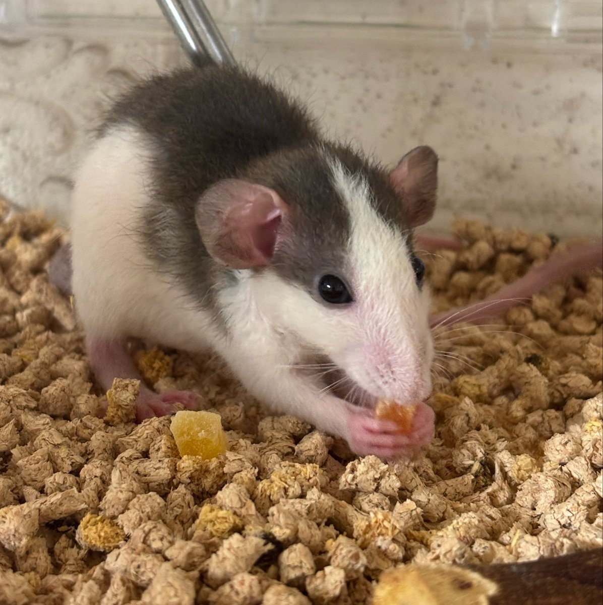 SOORAAMARU's tweet photo. うちの家族にも大人気のラット🐁もご縁ありお迎えしました✨️😍

ラットの名前はいつも家族案受付で決めてて、今回は「ミギ」くん「ダリ」くんに🙌

ブルーアグーチのレッキスっていう毛質の男の子達☺️💕

あまりにも赤ちゃん顔🍼
 #ファンシーラット https://t.co/i1jA1kfez0