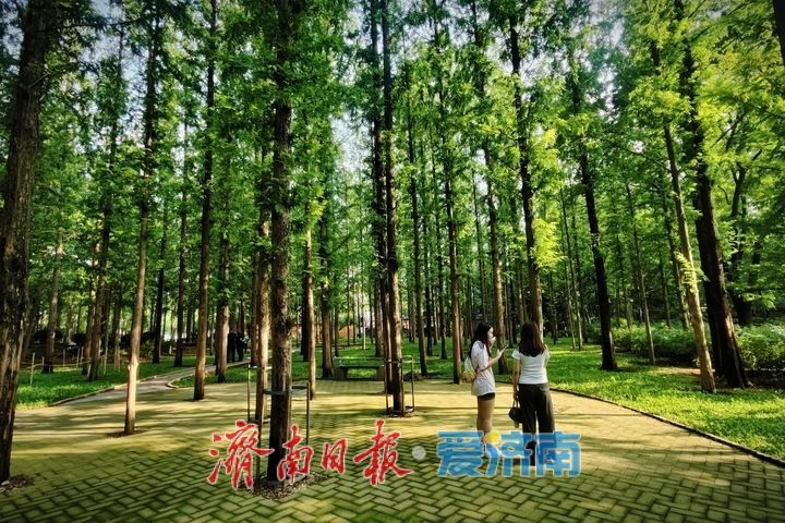 AmyZhan39778687's tweet photo. Early autumn settles gently over Quancheng Park, where sunlight filters through tall dawn redwoods and dances across the paths. In the heart of the city, a quiet green retreat is always close at hand. https://t.co/ANPnFVfMHV