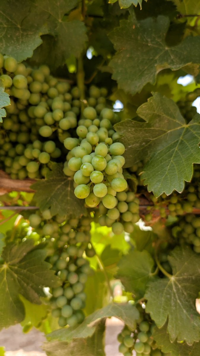 Orodecastilla's tweet photo. Conoce el lugar en el que brota la rebeldía.

Nuestros Viñedos
🍇 @DORueda 
🍇 @DORibera 

👉. https://t.co/0iUFXCeFiT https://t.co/DwqJ2haPJc