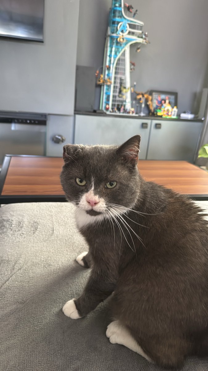 martynrobinson1's tweet photo. HELP. MISSING CAT

My cat Percy (formerly known as Harry) has escaped.
He managed to climb out of an upstairs window during the early hours of sunday morning. 
He’s recently adopted so won’t know where home is yet. 
Missing from #SnapeHill area of #Dronfield 
#missingcat https://t.co/10cV4uVk17