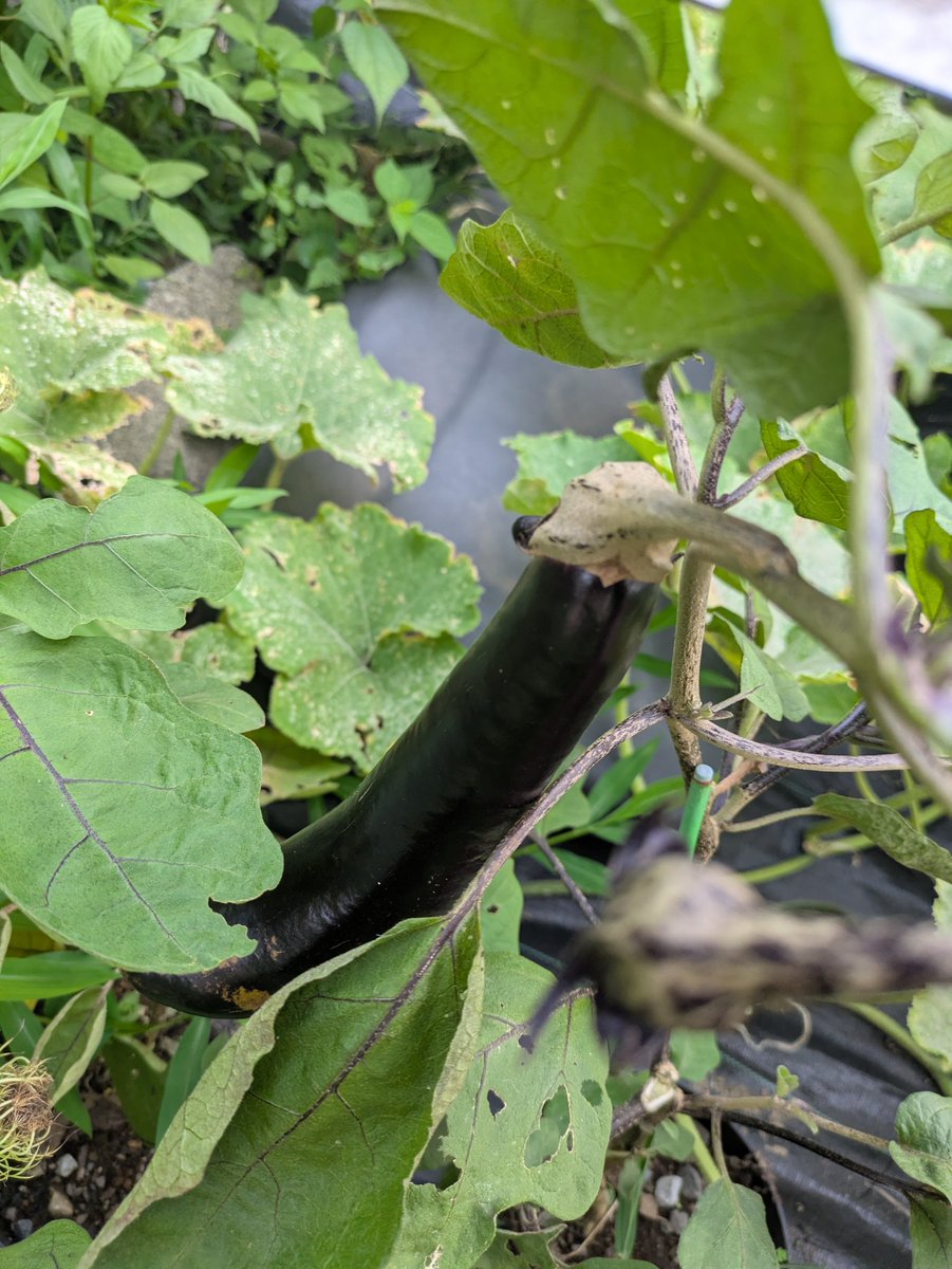Prof_Buggies's tweet photo. 本日の野菜:　なす

#家庭菜園
#ナス https://t.co/U80GHt3iXv
