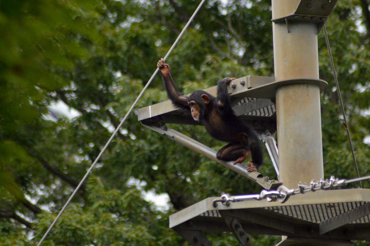 chimpanser's tweet photo. i wonder if she feels badass when climbing so high all on her own..

#shijimi #シジミ🦪 ＃多摩動物公園 #tamazoo
august 2026 https://t.co/oM9mxzKx5t