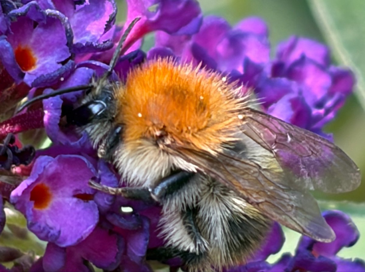 NorwaySkandin's tweet photo. #Blüten #Blumen #Sommer #Insekten #insects #Wildbiene #bumblebee #Hummel #Gehölze
Fotos: Eine #Ackerhummel, #Bombus pascuorum, sitzt auf Blüten von Sommerflieder und ist auf der Suche nach Nektar😋 https://t.co/oDbMzQWhaf