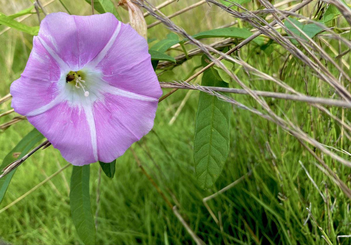 za25bi's tweet photo. ヒルガオの花です。たぶん
朝顔と昼顔見分け方ってあるんだろうな

今日も一日お疲れ様でした

#ヒルガオ　#野草 https://t.co/UahxPwTeJH