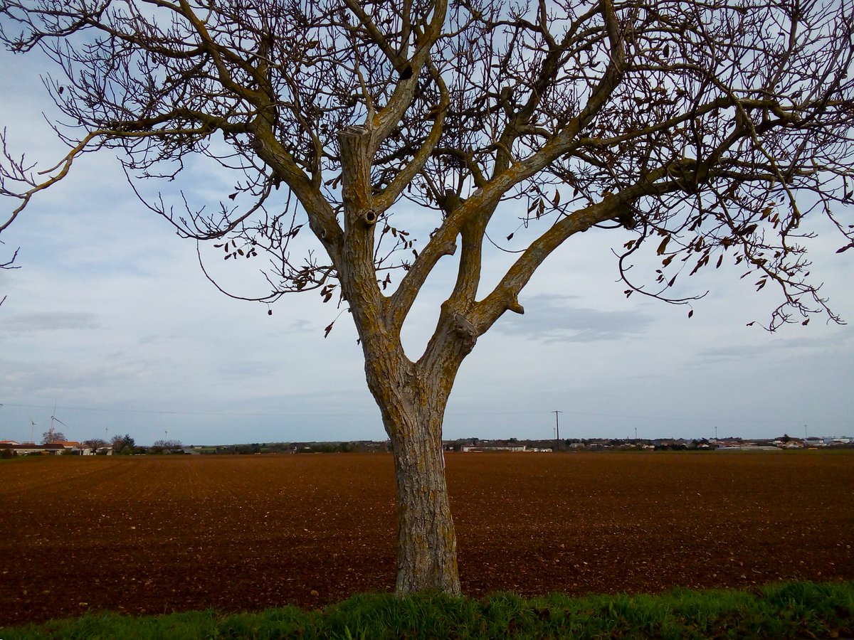 isabelpinheiro's tweet photo. @pmj_photos #TheLoneTree
#PMJWeeklyChallenge
#Benet #France https://t.co/PoLn0cNL00