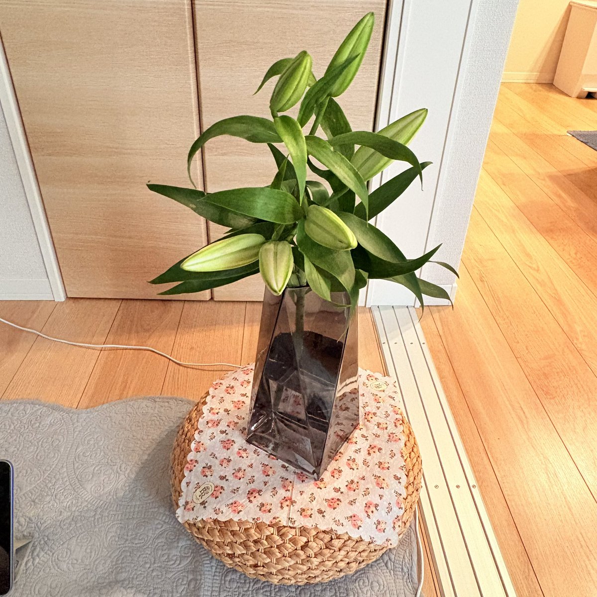 mashimaemu's tweet photo. 雑草に紛れてるユリ。
スーパーで買ったオリエンタルユリ(強そう)。
蕾の状態だと安いんですね！
お盆が終わって、さらにお値下げされていて、買ってきました。
開いてくれるといいな。 https://t.co/euD6BBUifs