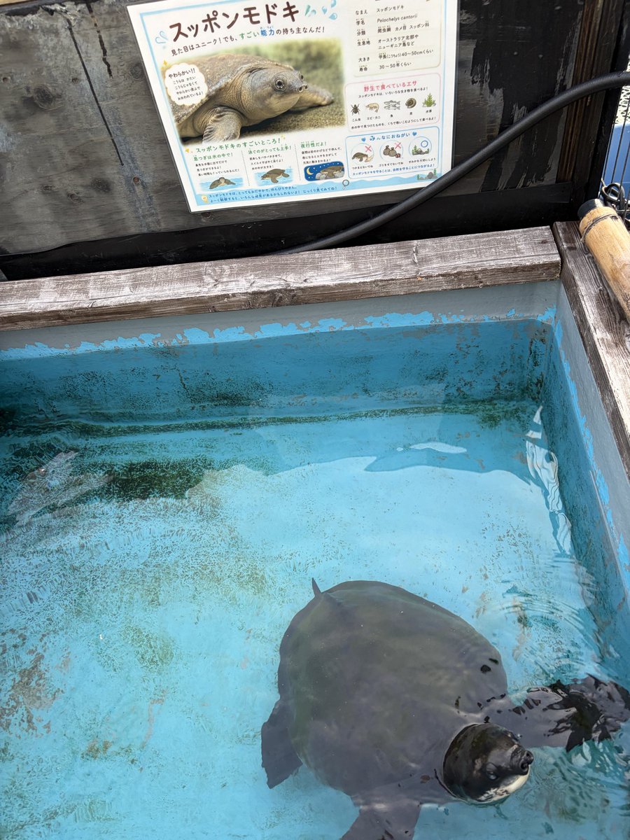 rumapple1105's tweet photo. #aquaparkkawagoe 
#アクアパーク川越 https://t.co/pFaVckFTpk