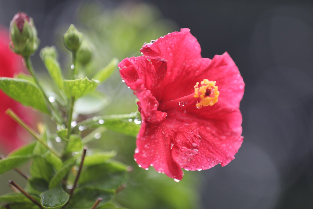 englishpalo's tweet photo. A rain-soaked hibiscus refreshes the hearts of passers-by at first sight. The photo is taken on the Nagar Bhaban premises, Bogura, on 18 August 2026. 📸by Soyel Rana. #Photography #Nature #TopShot #Bangladesh #Rain #Hibiscus #Flower https://t.co/O80H1dqDN2