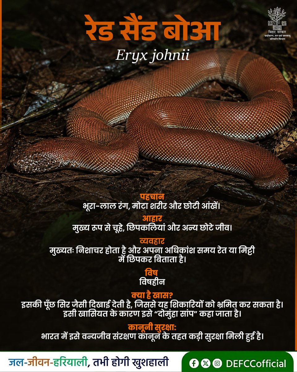 DEFCCOfficial's tweet photo. रेड सैंड बोआ

भूरा-लाल रंग, मोटा शरीर और छोटी आंखें इसकी प्रमुख पहचान हैं। यह एक विषहीन साँप है, जो मुख्य रूप से चूहों, छिपकलियों और अन्य छोटे जीवों की संख्या को नियंत्रित करने में महत्वपूर्ण भूमिका निभाता है।

रेड सैंड बोआ को ‘दोमुंहा साँप’ के नाम से भी जाना जाता है। ऐसा इसलिए, क्योंकि इसकी पूंछ सिर जैसी दिखाई देती है, जिसका उपयोग यह शिकारियों को भ्रमित करने के लिए करता है।

भारत में रेड सैंड बोआ को पकड़ना या इसकी तस्करी करना कानूनन अपराध है। इसे वन्यजीव संरक्षण अधिनियम के तहत संरक्षण प्राप्त है।

@mla_hayaghat @IPRDBihar @moefcc 

#Redsandboa #Snake #Snakeawareness #DoMunhaSaanp #Wildlifefacts