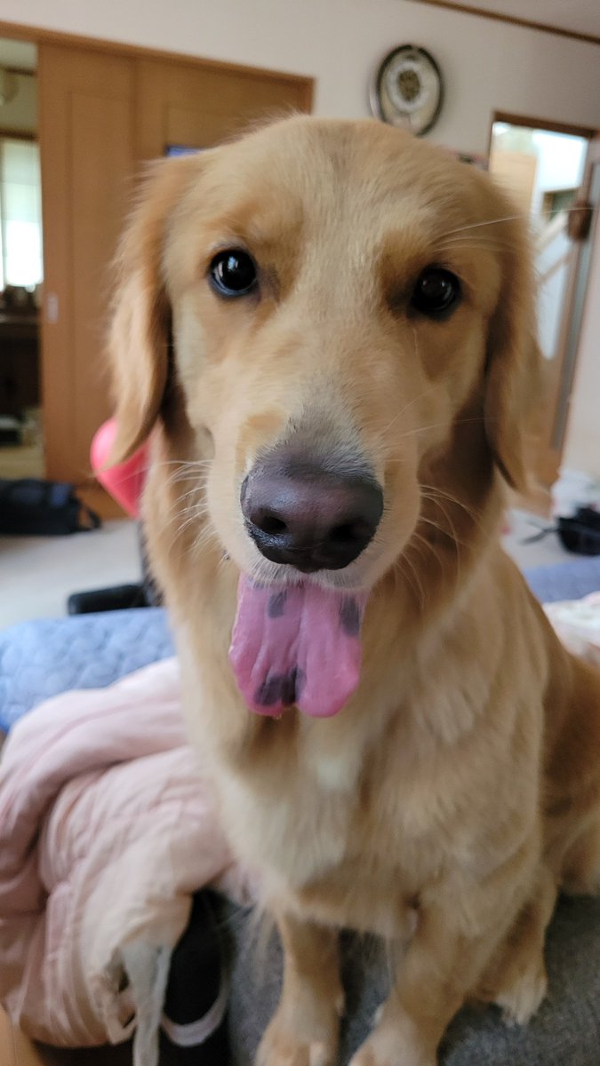 Distance50cm's tweet photo. Cherry eats dog. https://t.co/hXEWT9PGIK