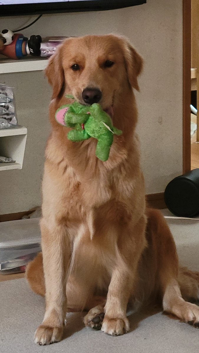 Distance50cm's tweet photo. Cherry eats dog. https://t.co/hXEWT9PGIK