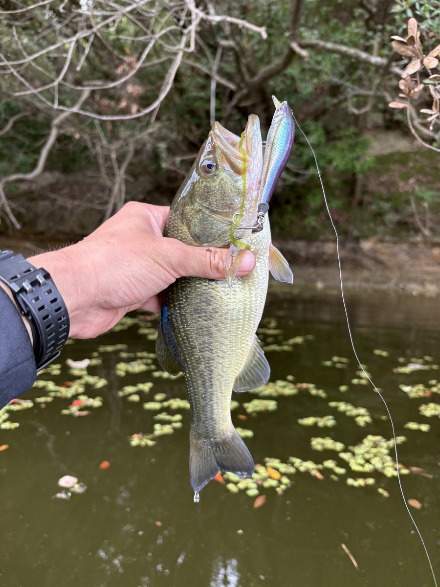 BuyhR's tweet photo. ちっちゃいけどパンパンやからよく引く！
でかいガリガリよりもこのサイズのヘルシー���バスの方が楽しめるかも？👍 https://t.co/9e6bkg9ksc