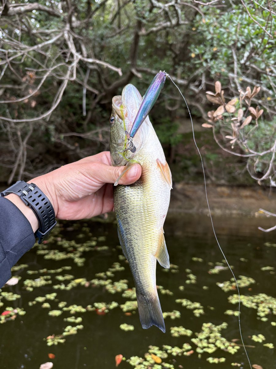 BuyhR's tweet photo. ちっちゃいけどパンパンやからよく引く！
でかいガリガリよりもこのサイズのヘルシー���バスの方が楽しめるかも？👍 https://t.co/9e6bkg9ksc